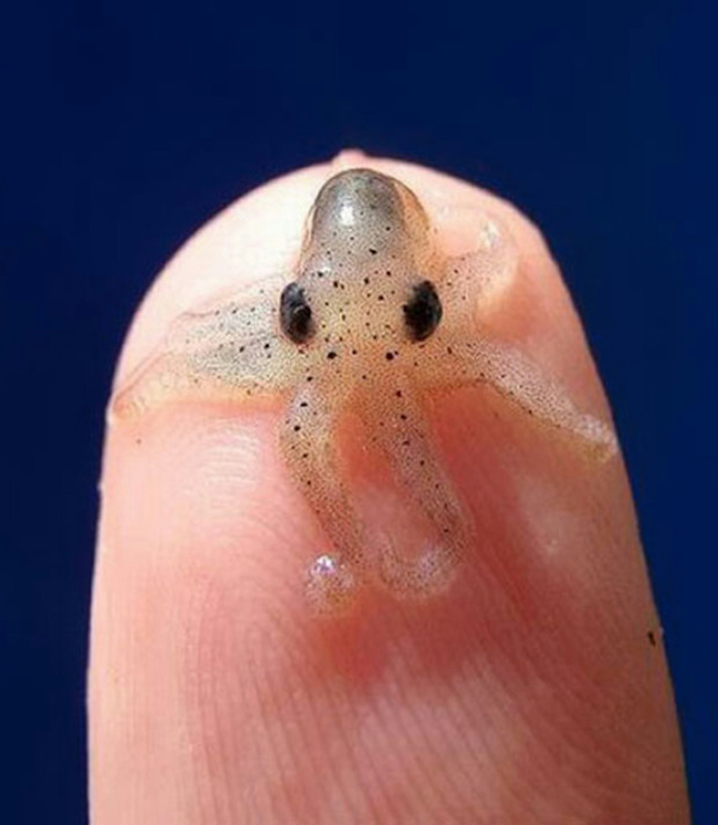 Baby octopus