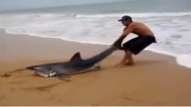 VIDEO Brave animal lover drags beached Great White shark back into