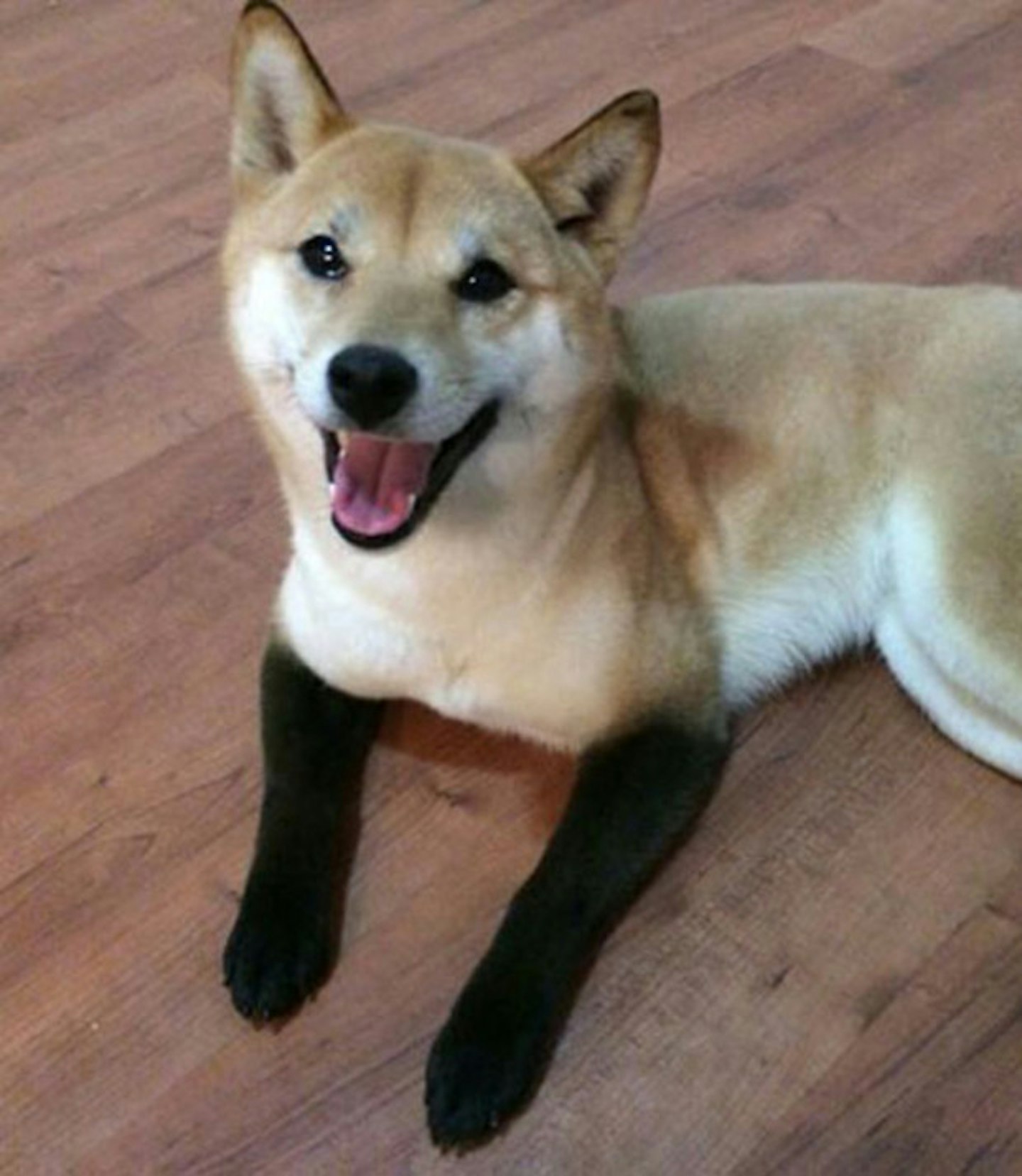Dip-dyed doggie