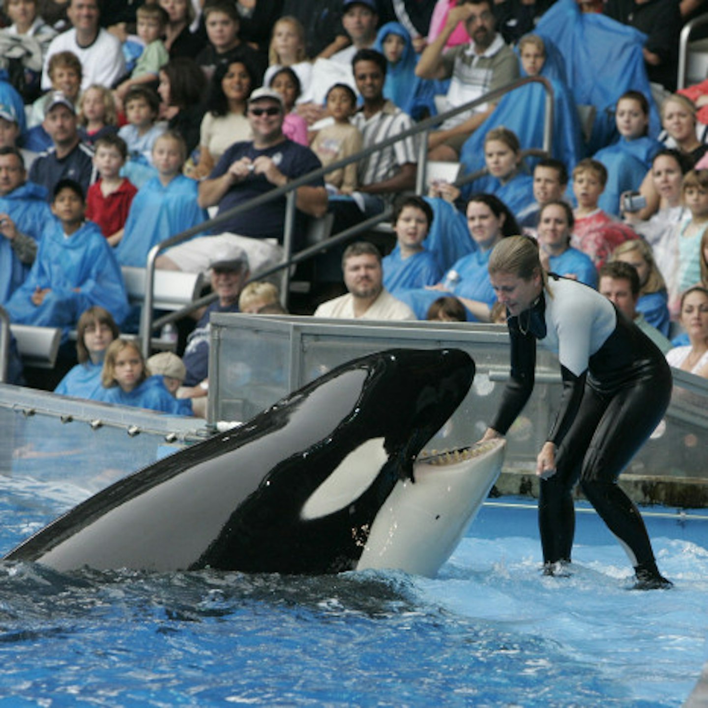 SeaWorld accused of painting over injuries on performing killer whales