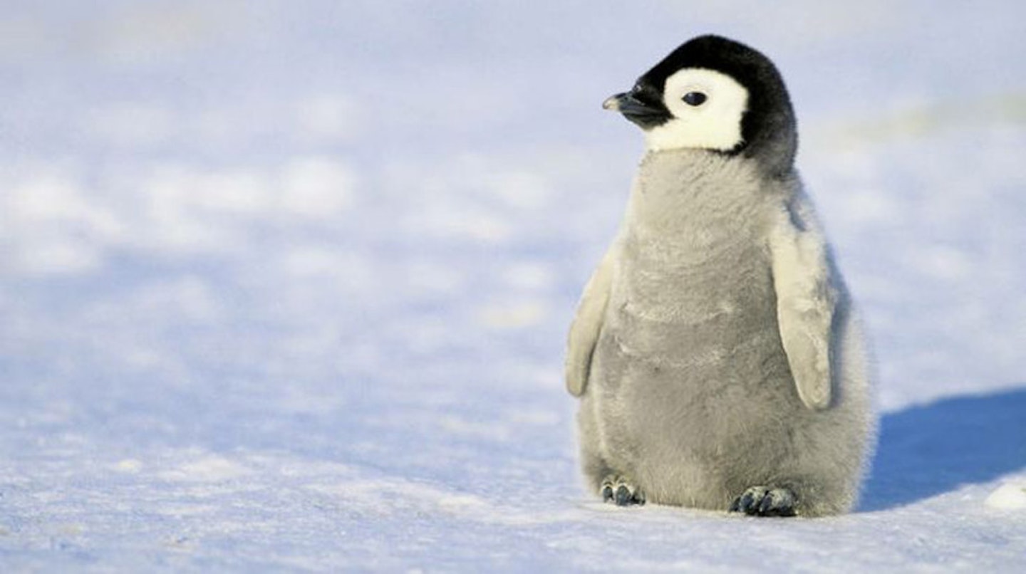 Extra fluffy penguin