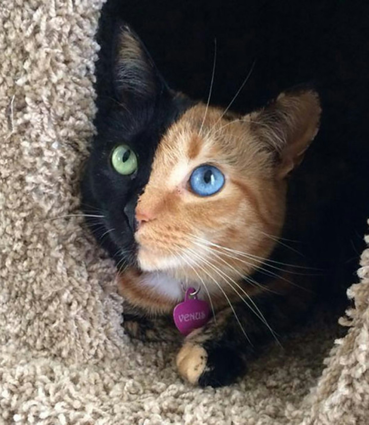 Venus the two-faced cat