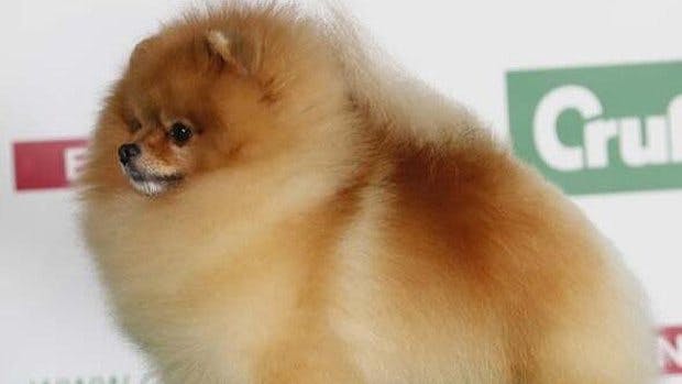 Pomeranian crufts hot sale