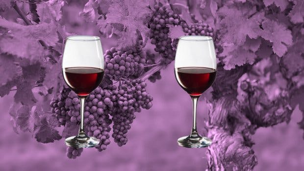 The Vegan Wines Guide Here's Everything You Need To Know About Vegan