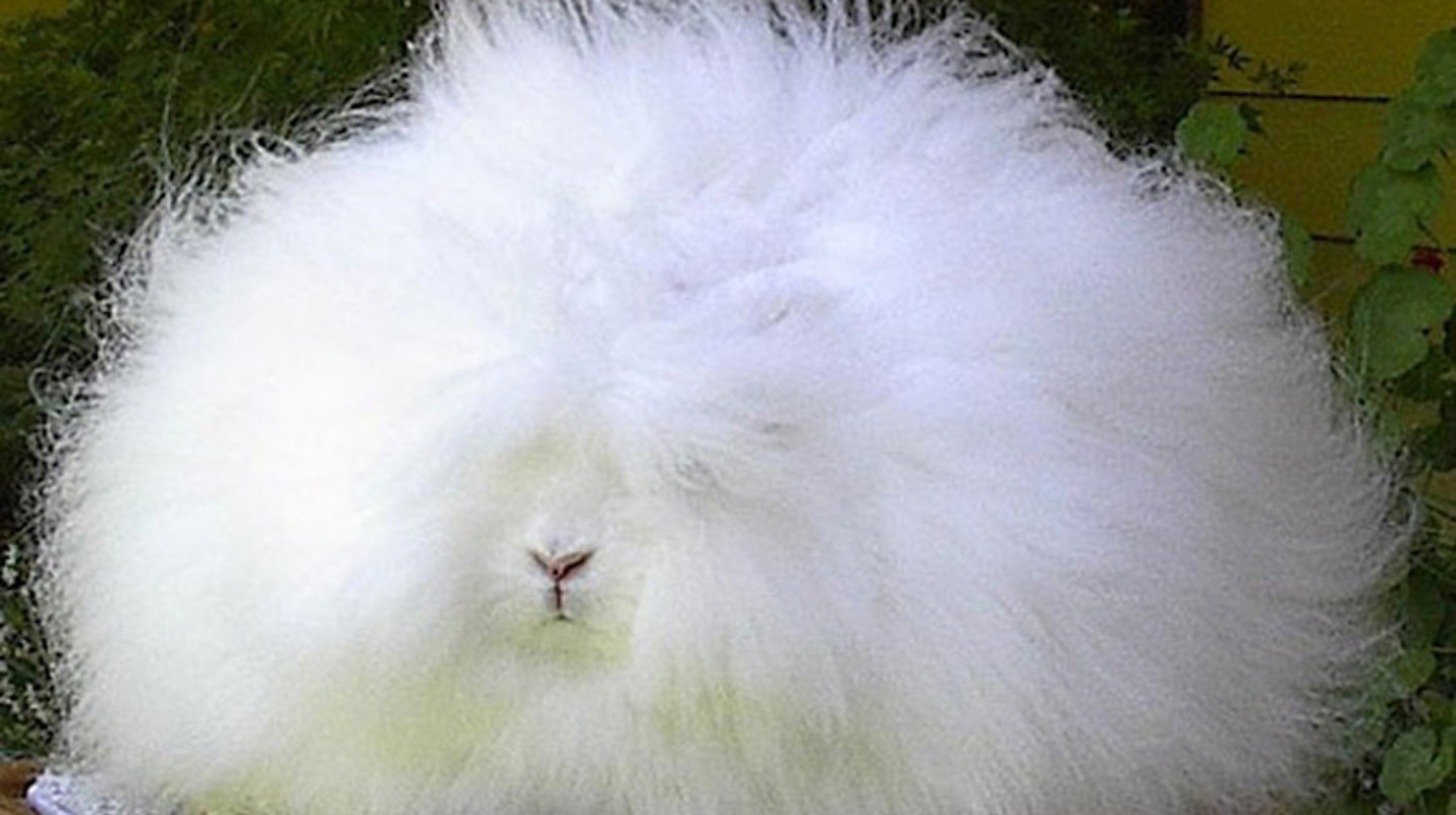 Extra fluffy bunny