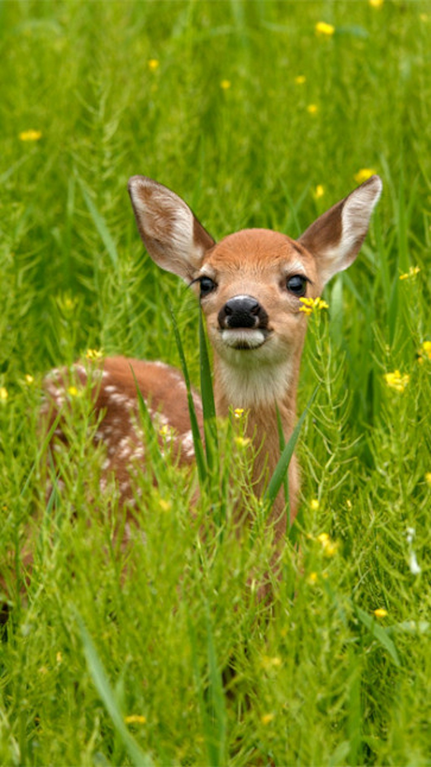A baby deer strayed onto the tracks (stock image)
