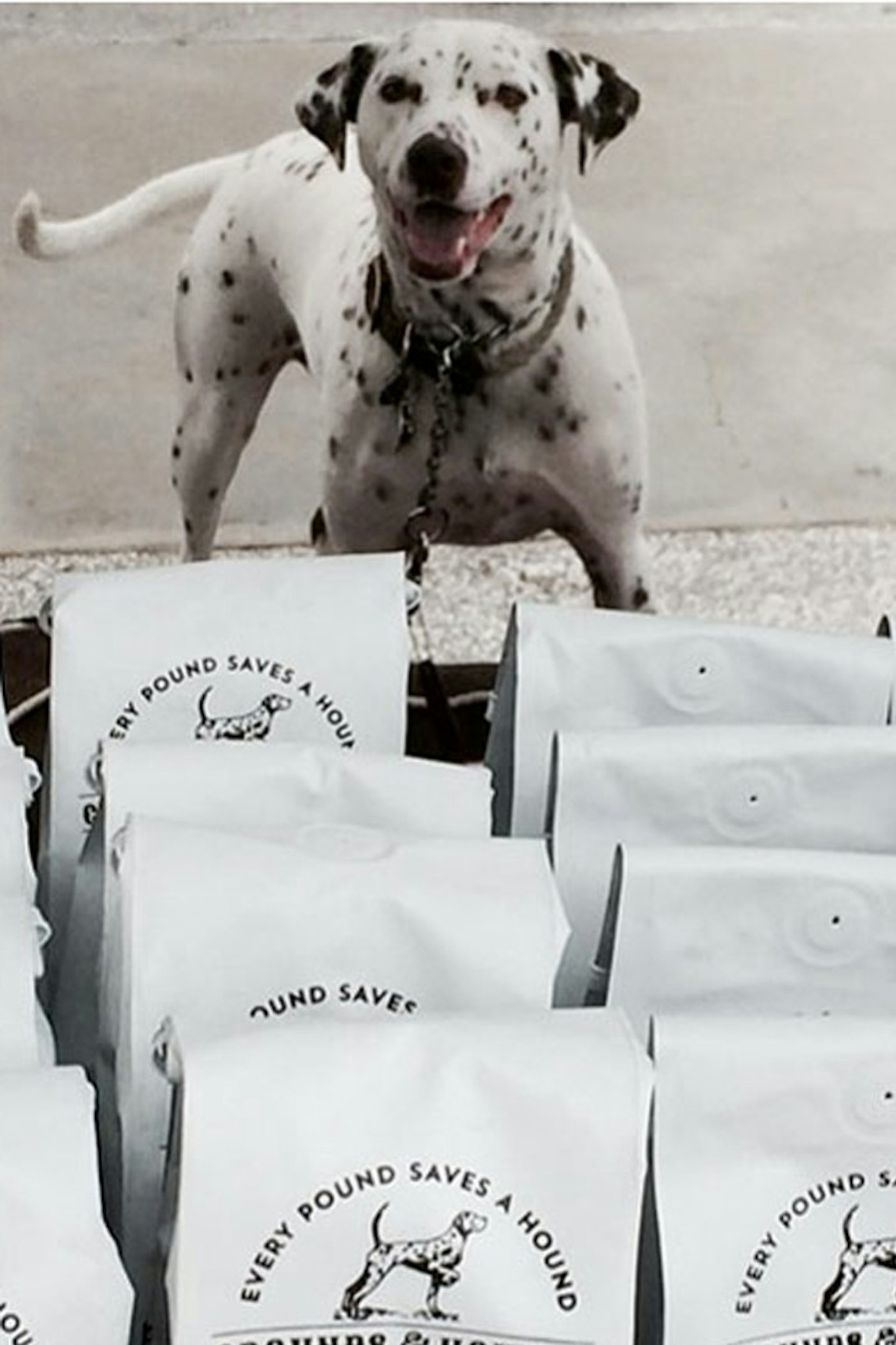 DOG CAFu00c9, LA