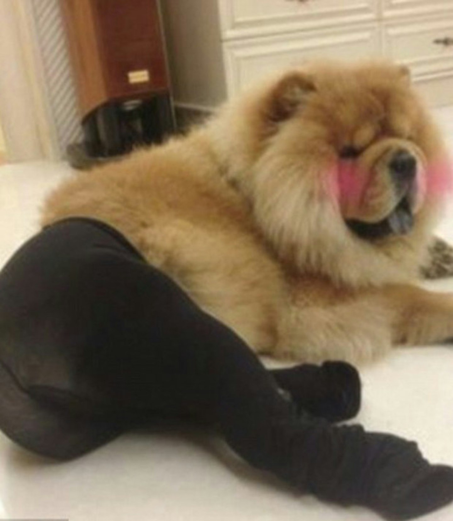 dog-tights-2