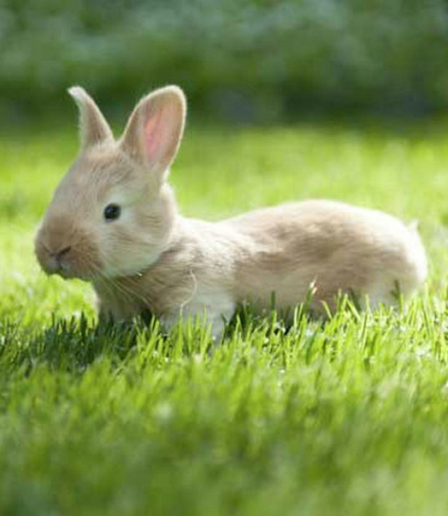 Baby bunny