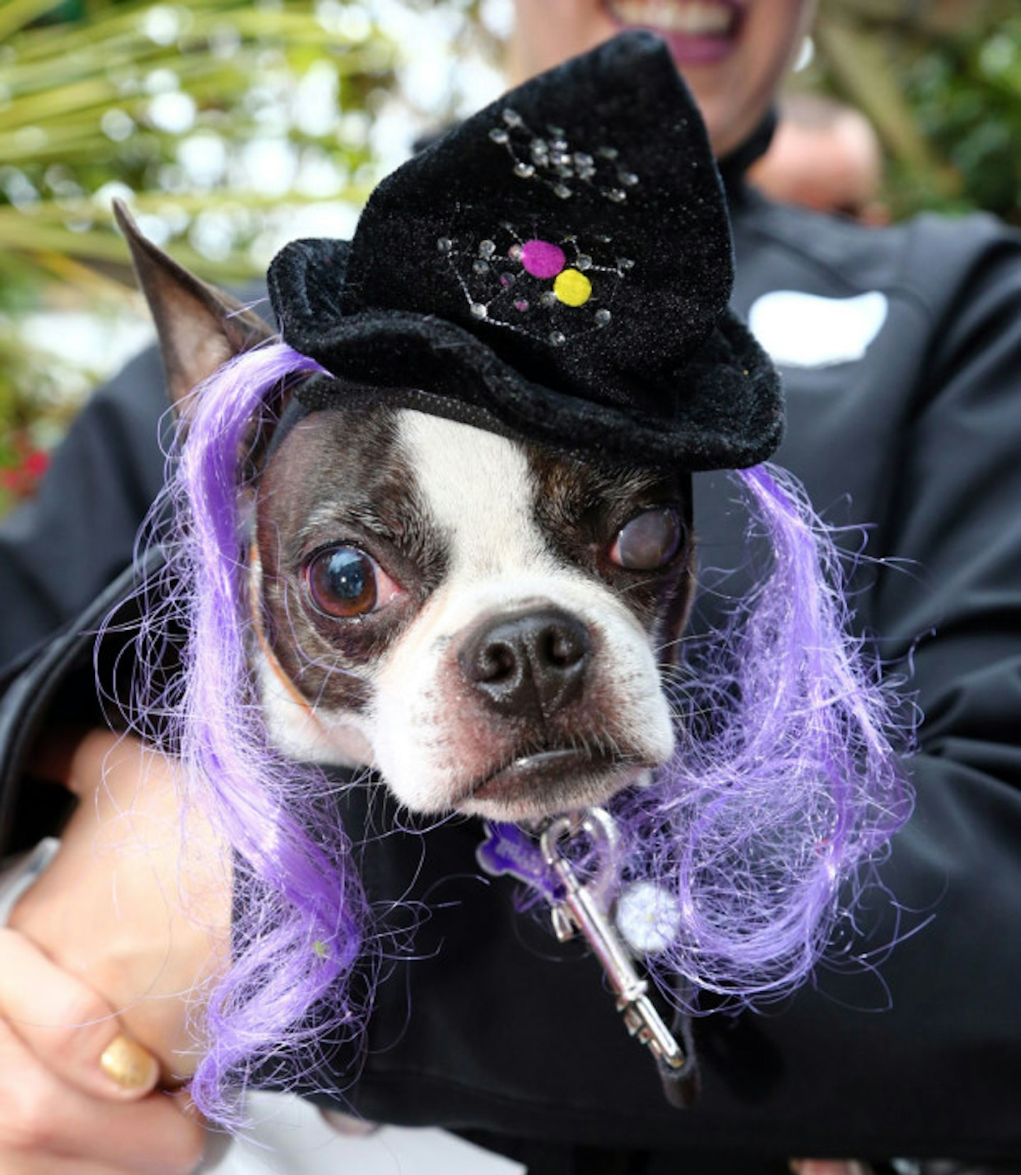 Witch dog