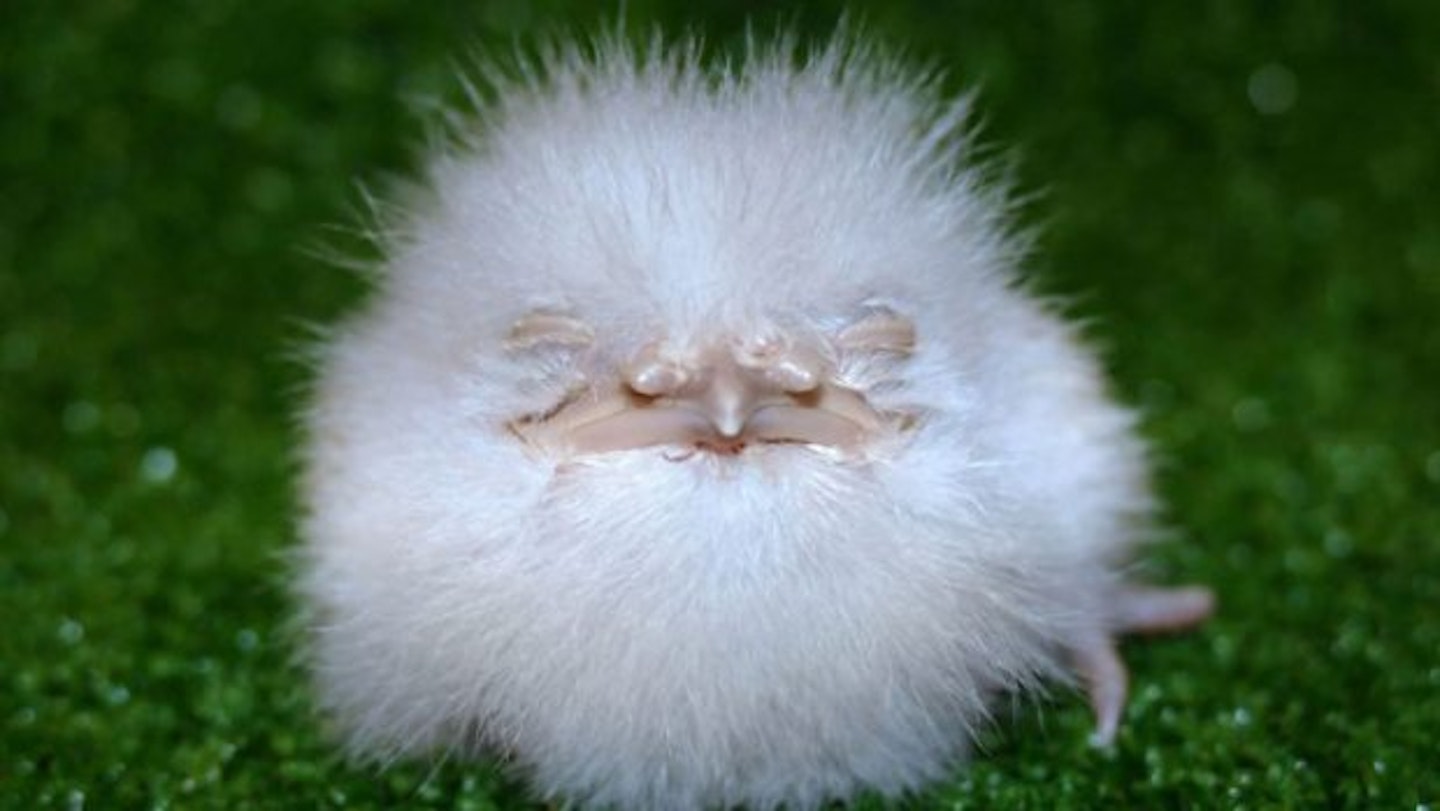 The Internet Loves This Owl Chick, Which Looks Freakishly Like A Furby