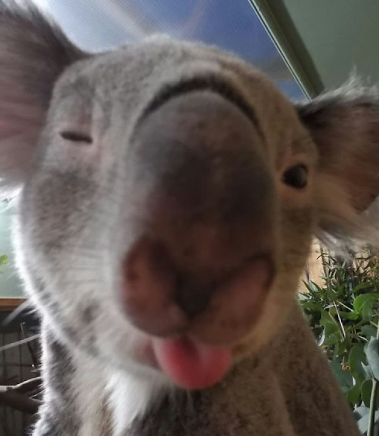 Koala!