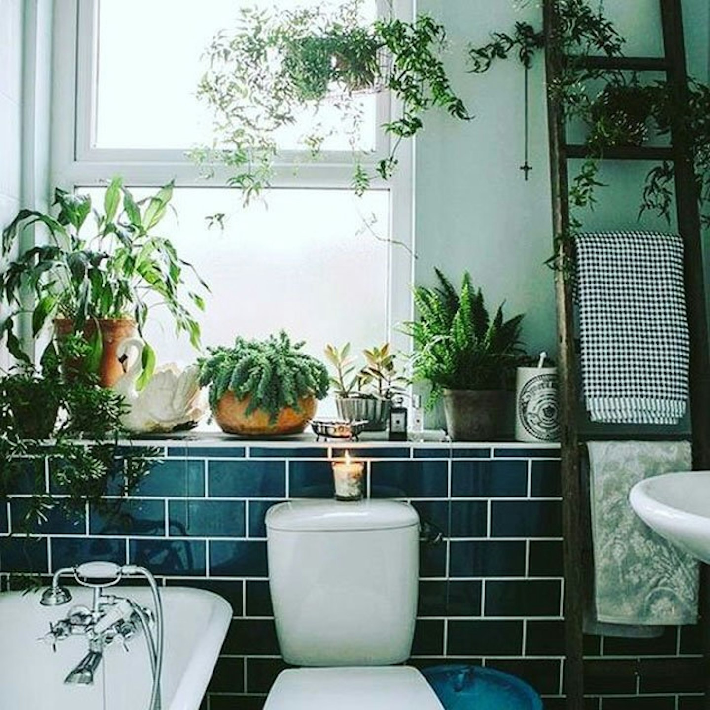 plants