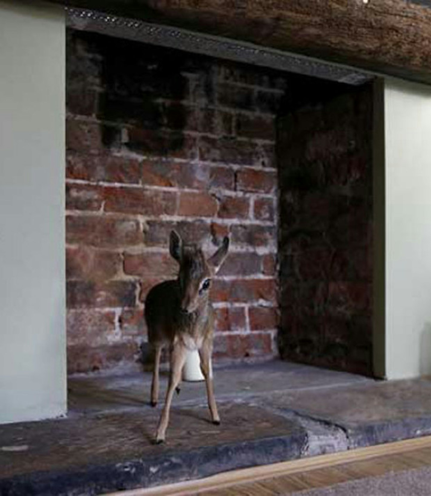 Baby dik-dik
