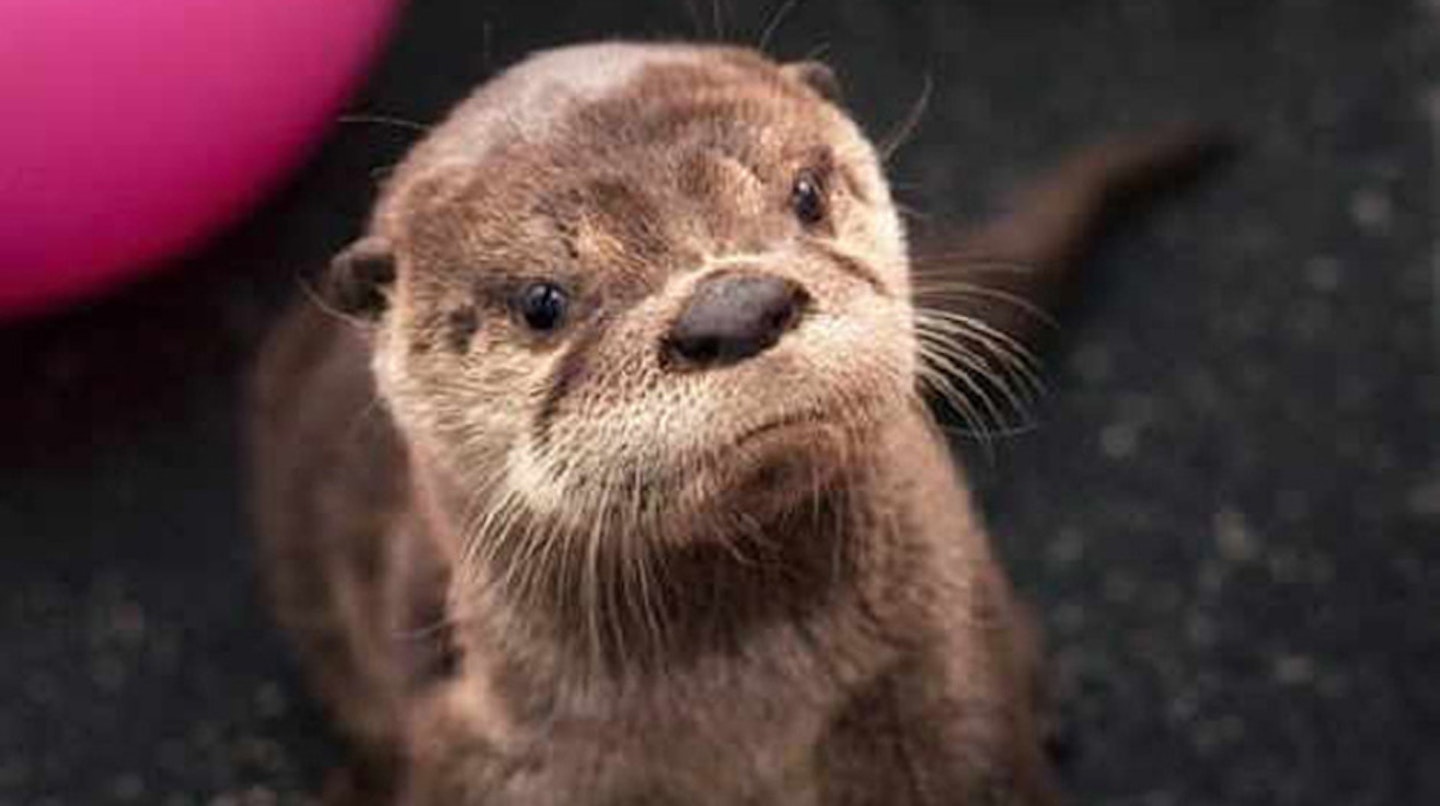 The fuss over this baby is otterly ridiculous