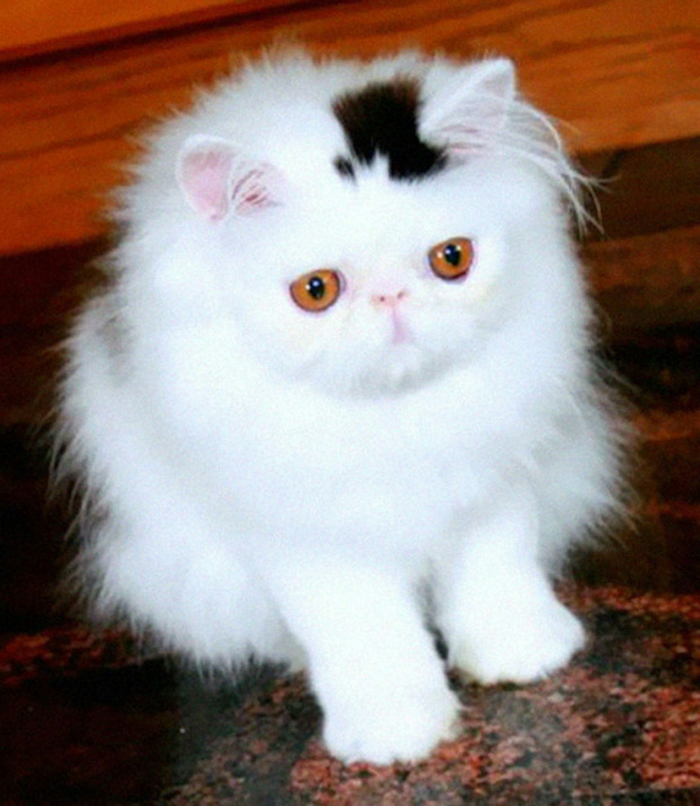 Terrific top hat
