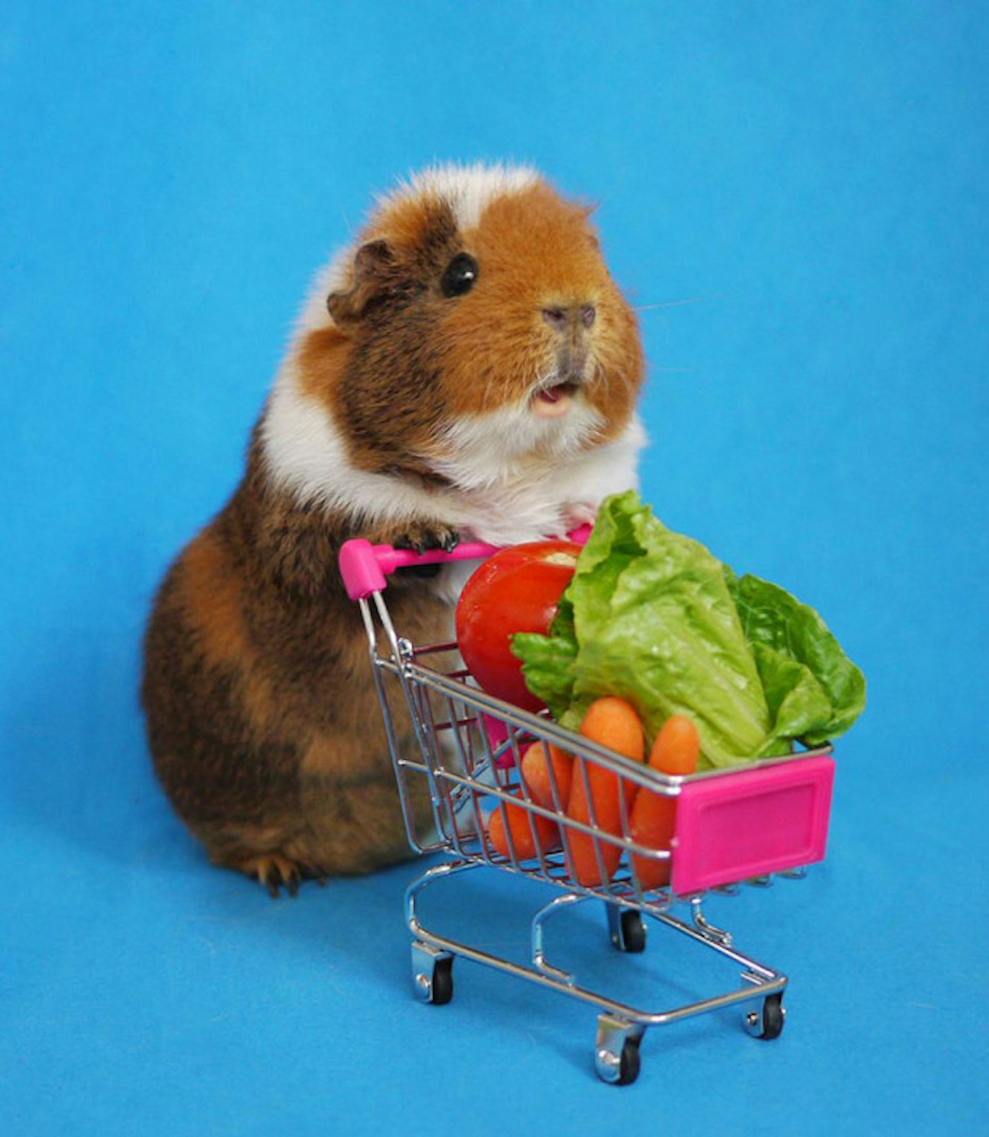 Shopping Guinea Pig