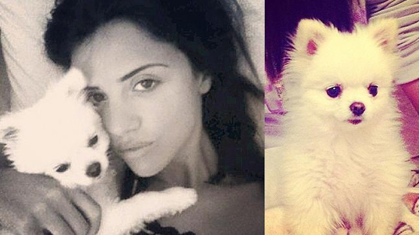 From Herby MacKintosh to Lola Mecklenburgh: The celebrity pets that are  Instagram famous | %%channel_name%%