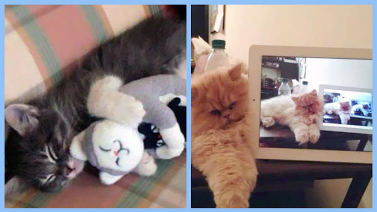 Then vs. Meow: Cats And Technology