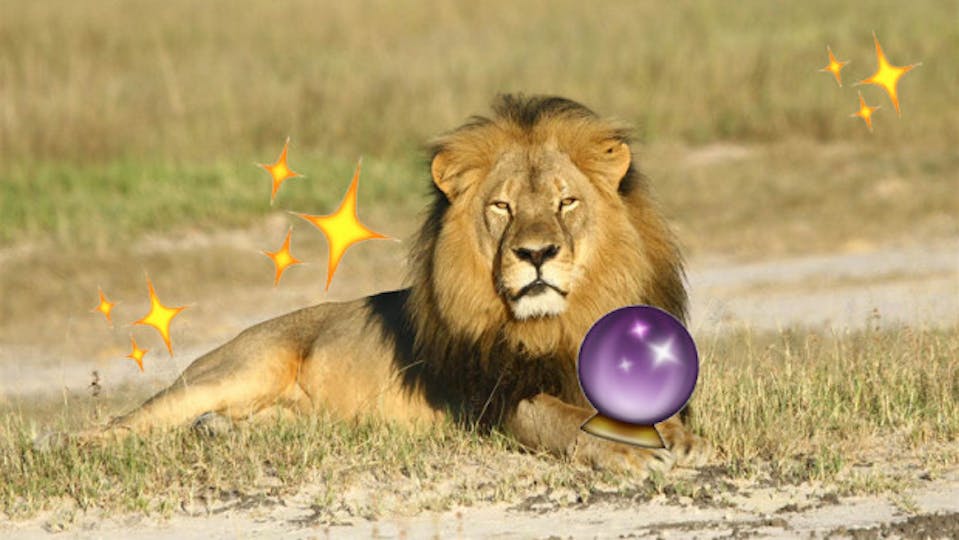 An 'Animal Communicator' 'Connected' With Cecil The Lion And This Is His  Message | Grazia