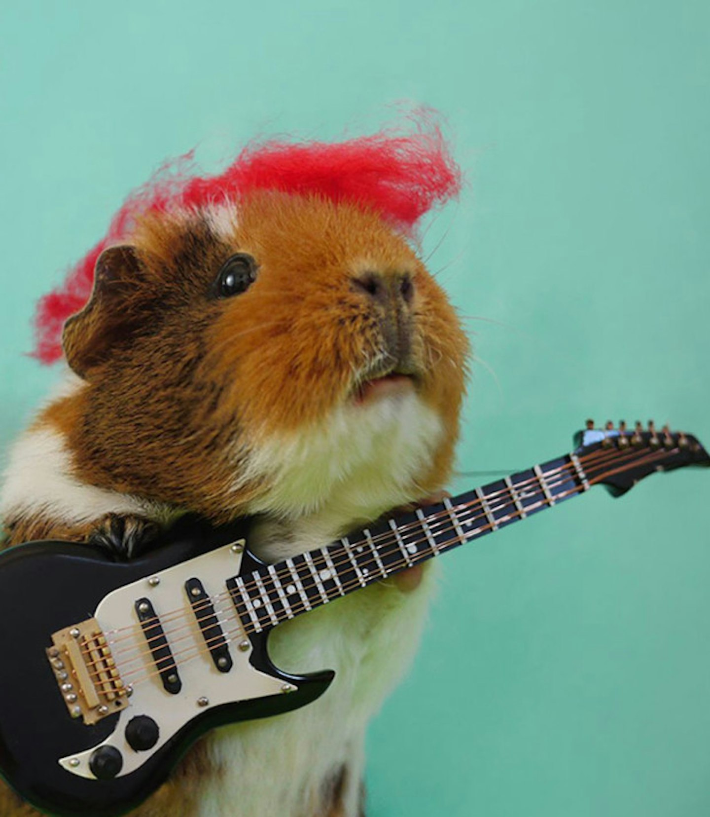 Punk Guinea Pig