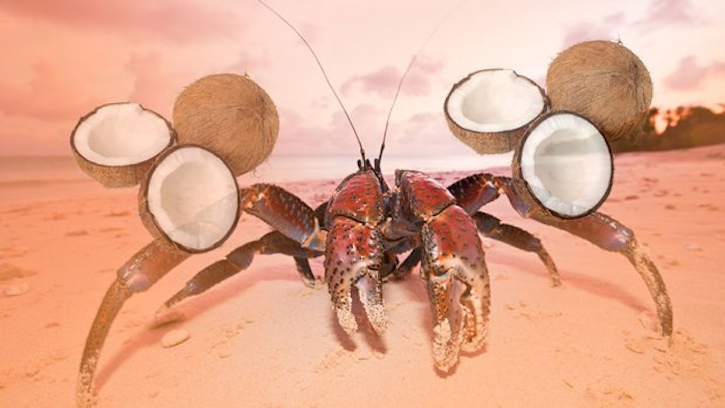 Meet The Coconut Crab AKA Your New Worst Nightmare