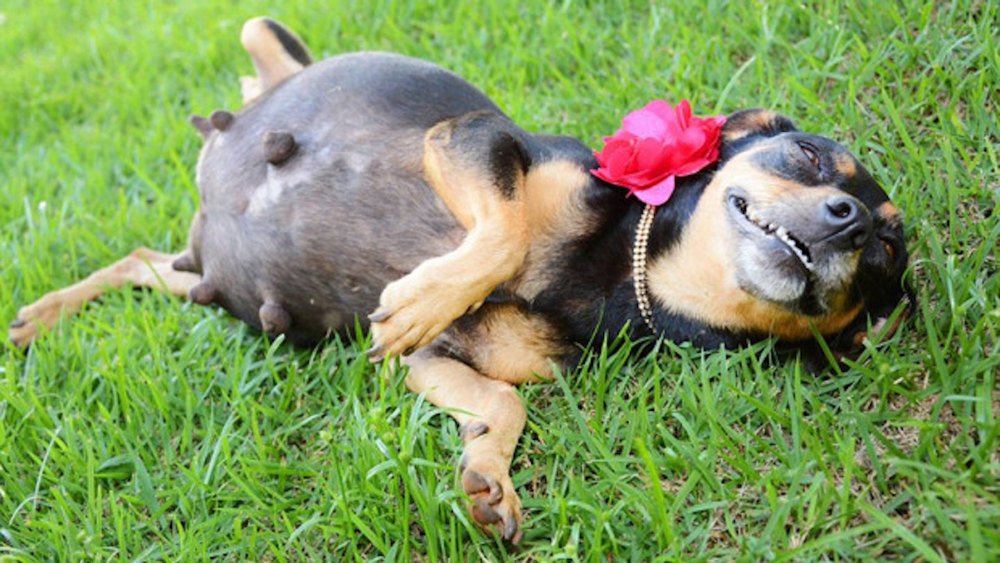 A Pregnant Dog Poses For A Photoshoot And The Results Are Everything AND MORE