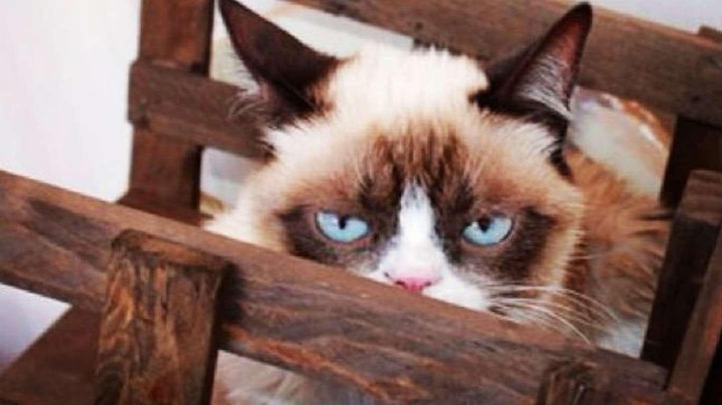 CAT11