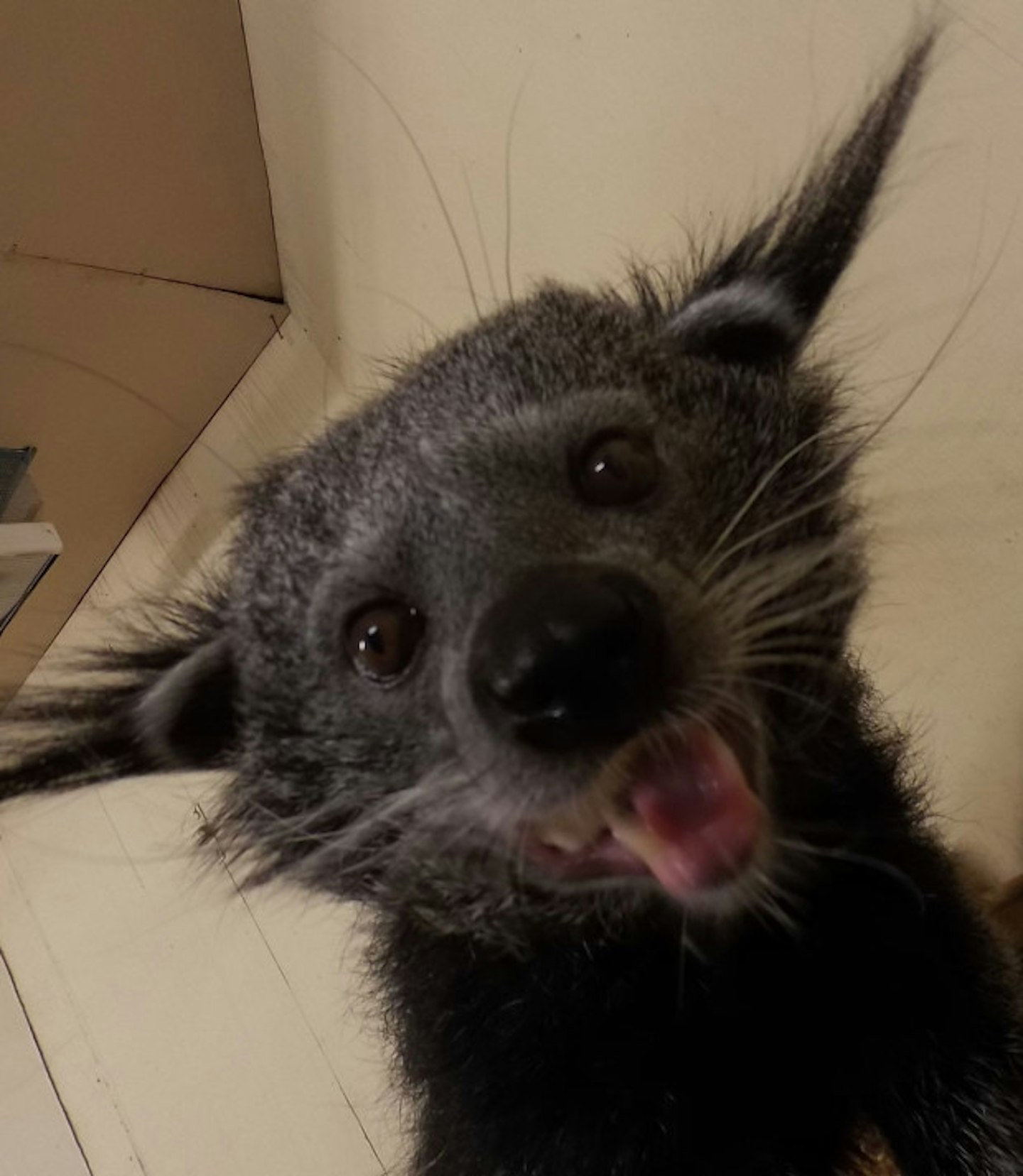 Binturong!