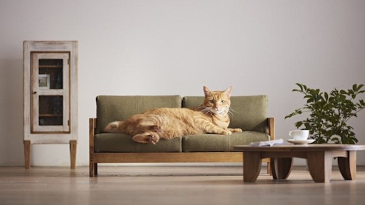 You Can Now Buy A Matching Sofa For You And Your Cat