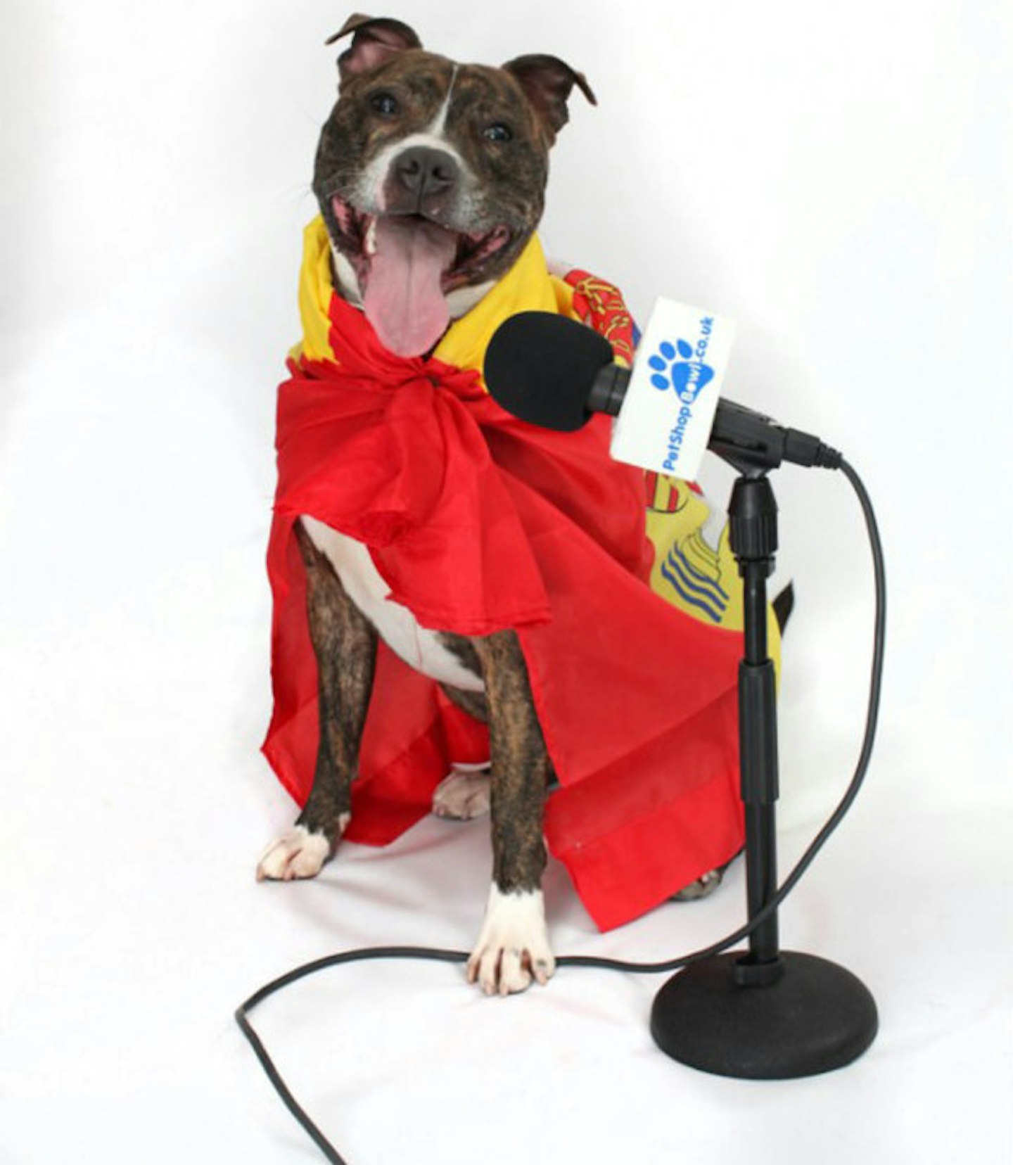 eurovision-spain-cute-dog-picture