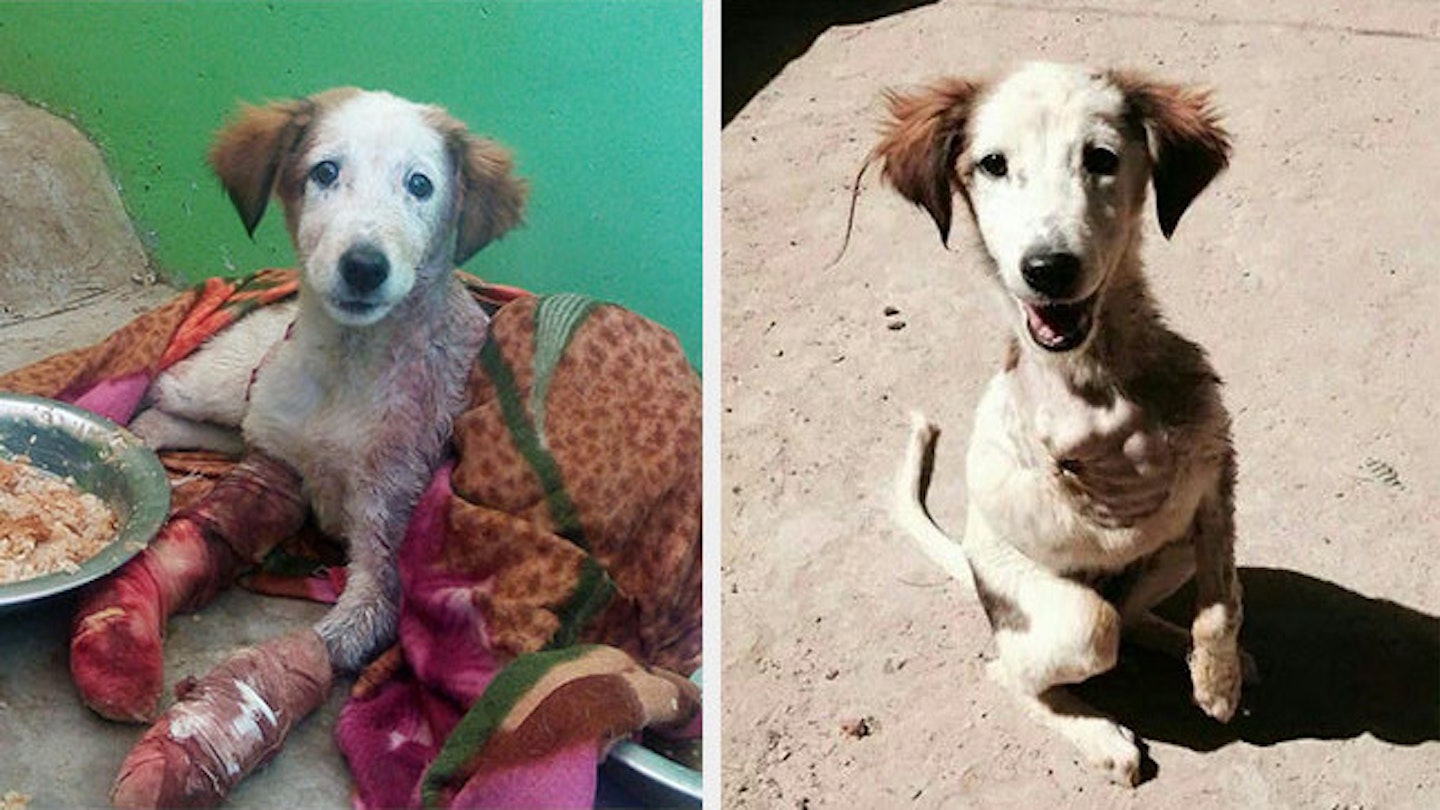 dog before and after