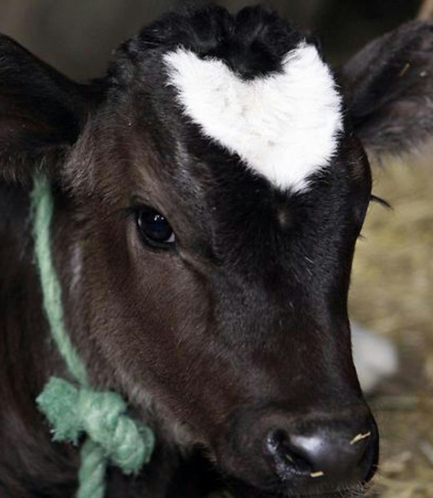 Kind-hearted cow