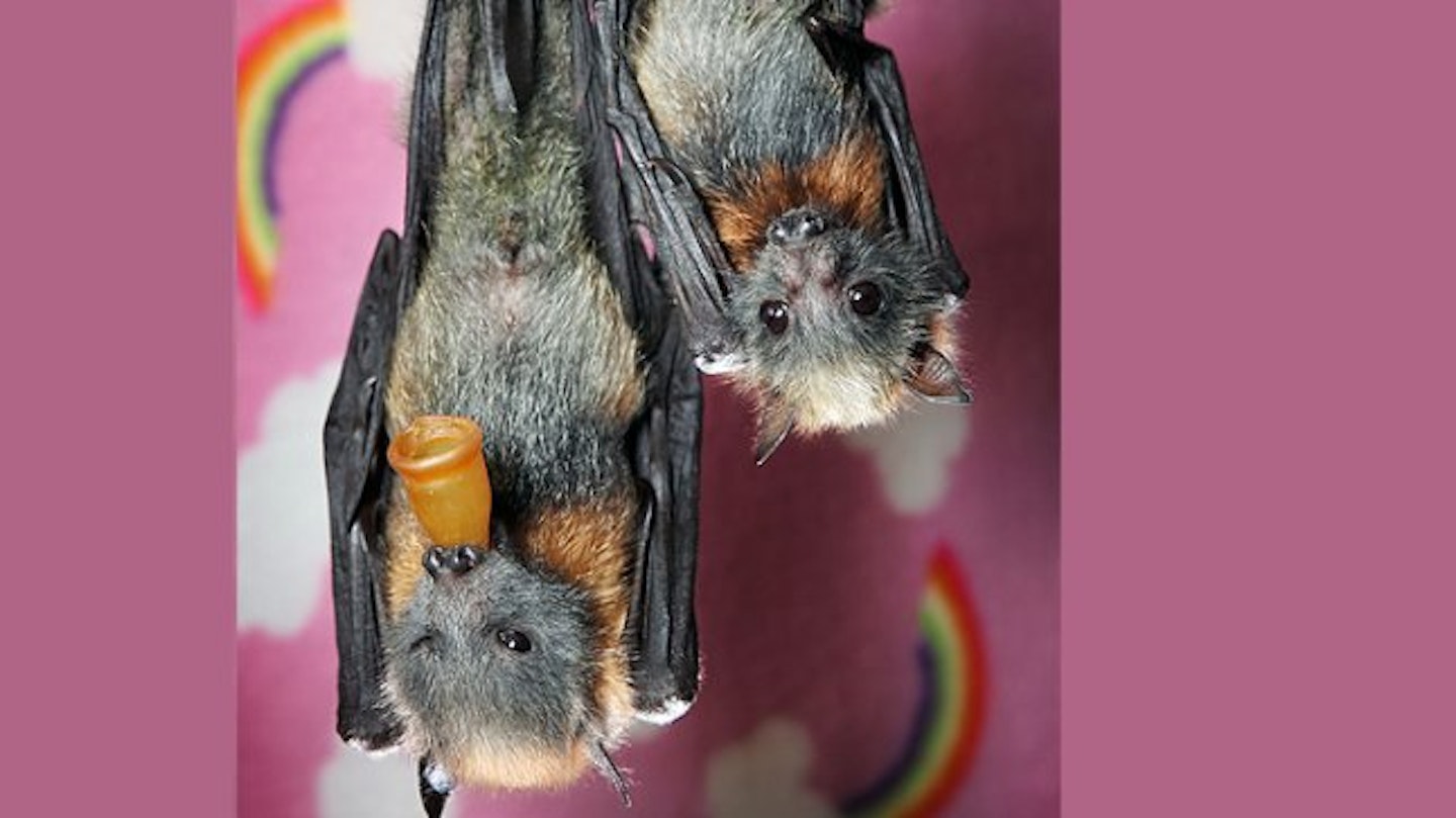 bat9