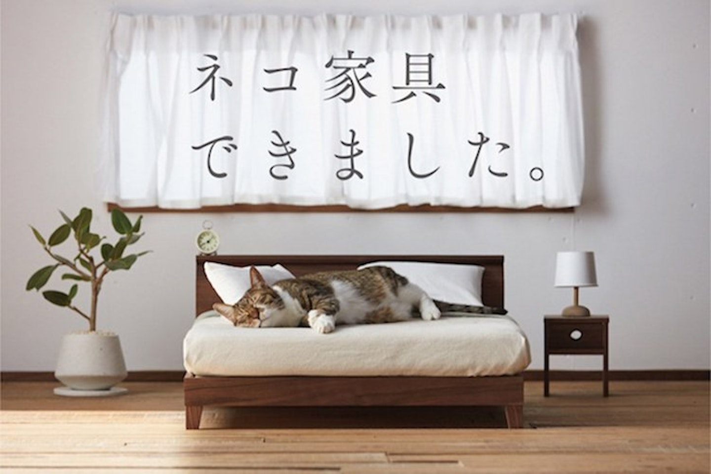cat bed