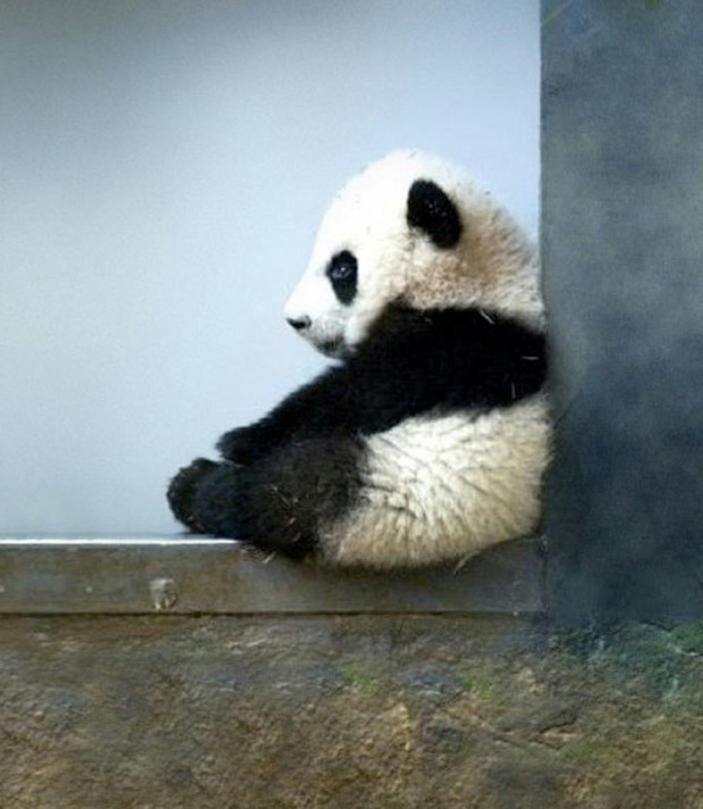 Baby panda