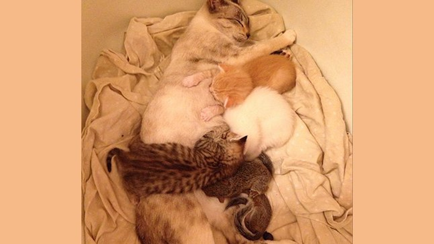 cat-copy