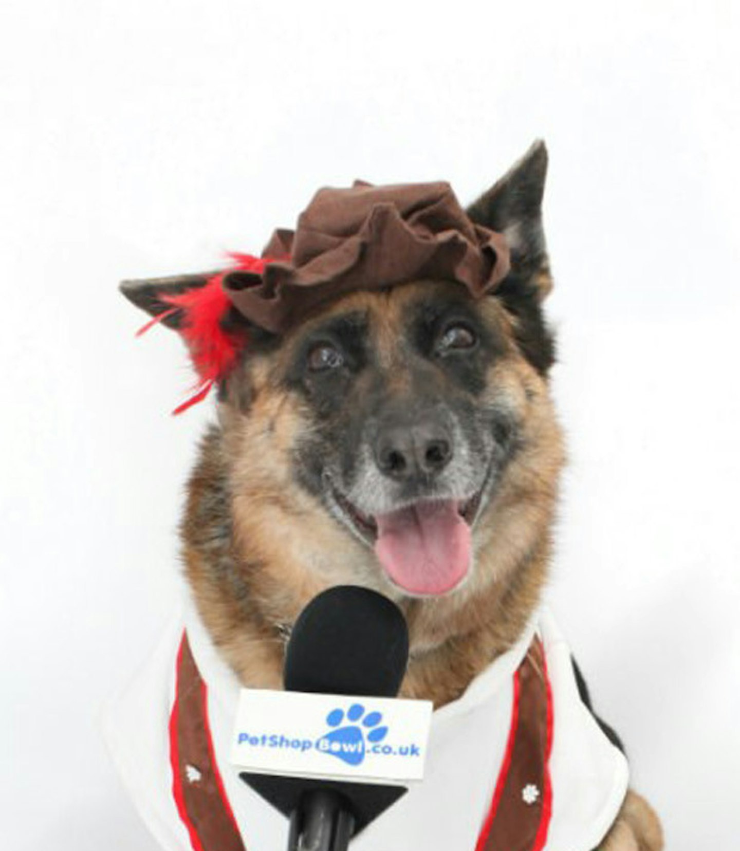 cute-german-shepherd-dog-picture