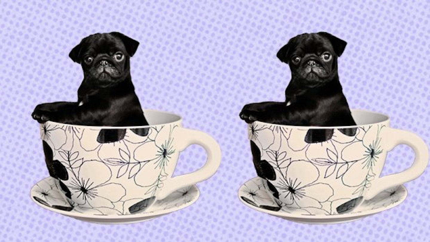 A Pop-Up Cafe Especially For Pugs Is Coming To London Soon