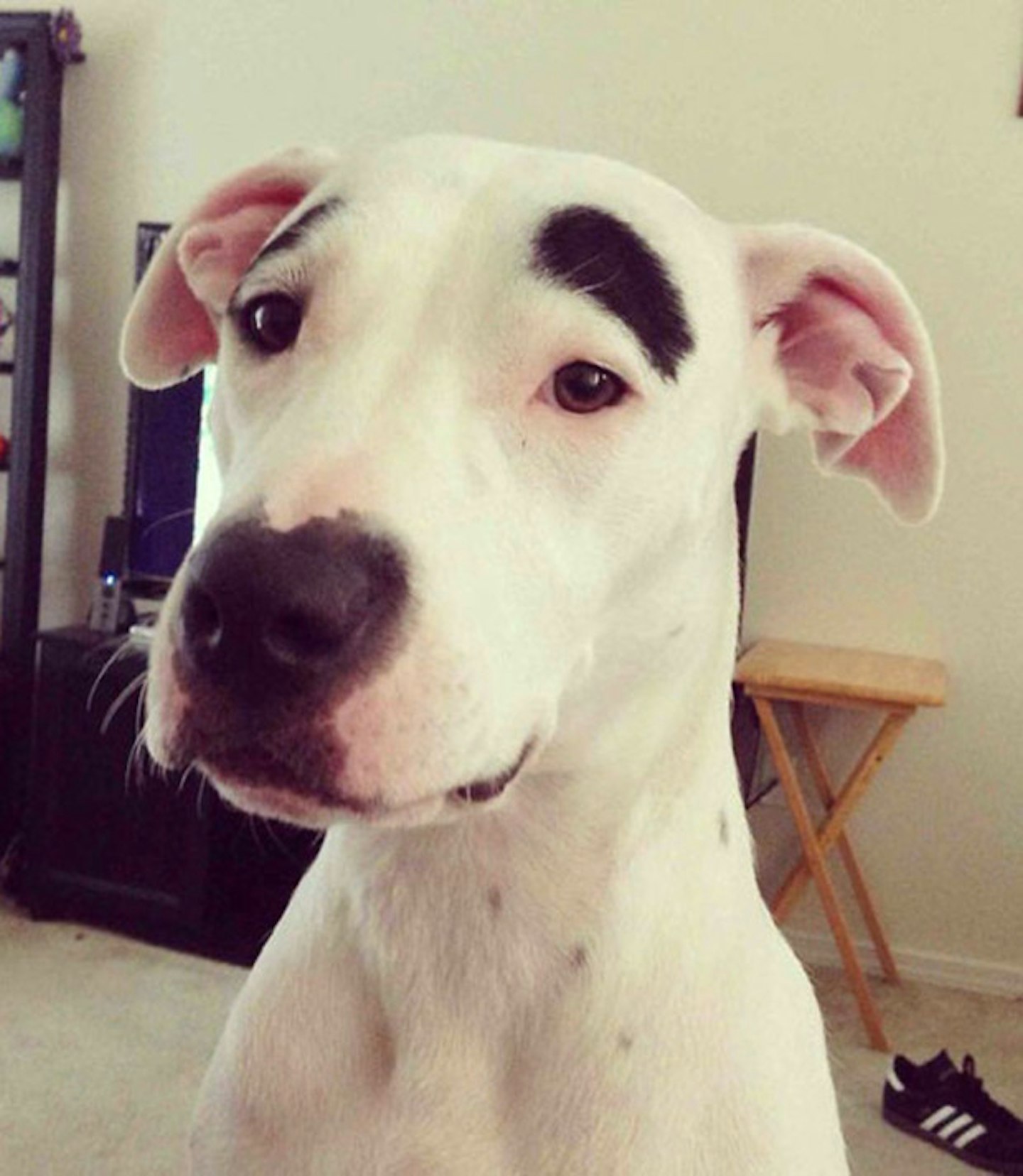 Adorable eyebrows