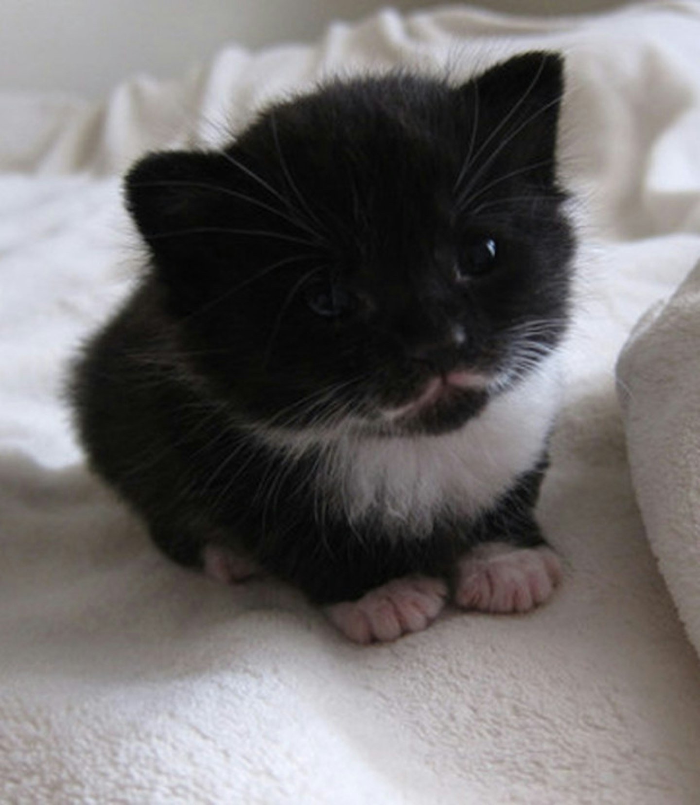 Mini moustache