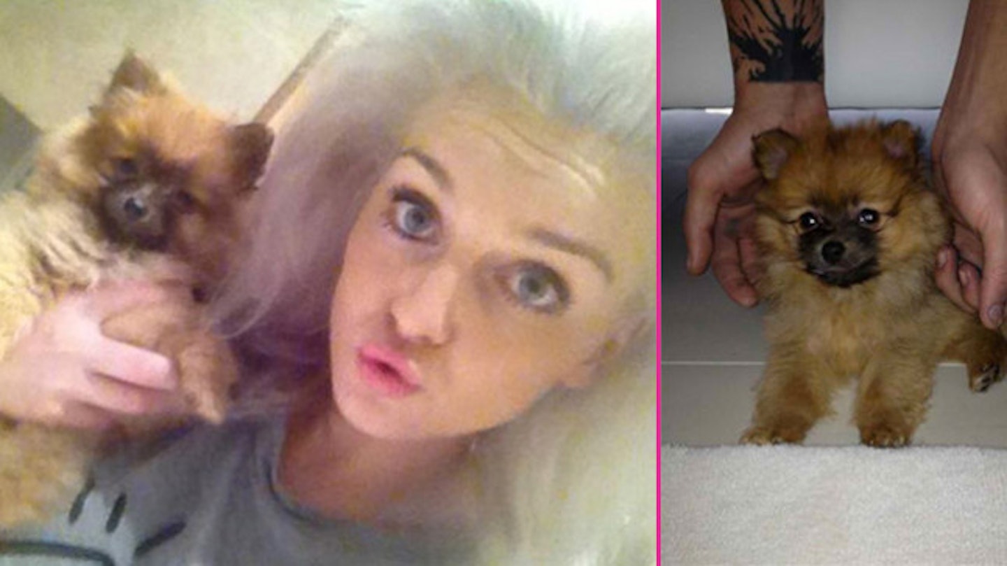 zayn-perrie6