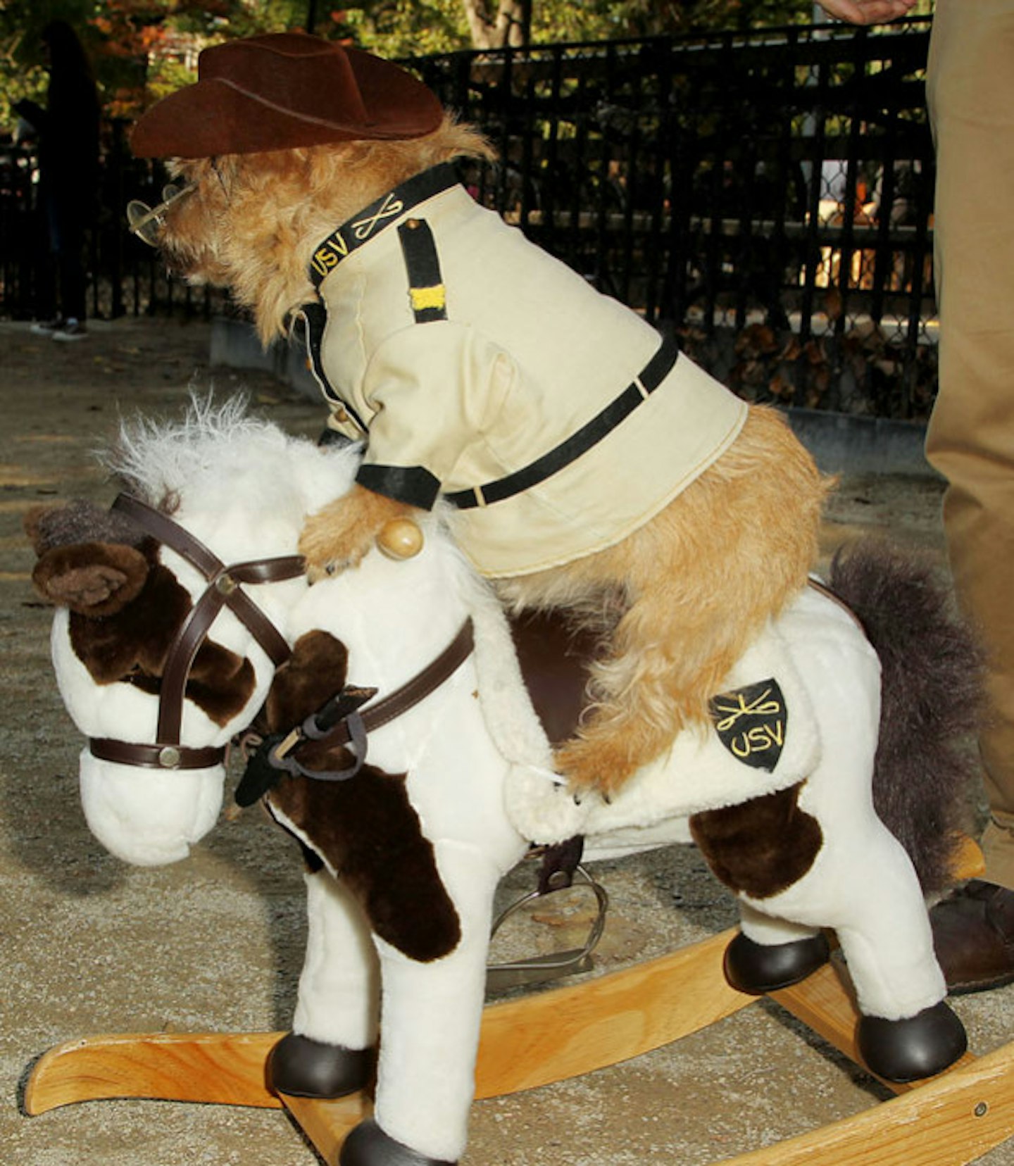 Sheriff dog
