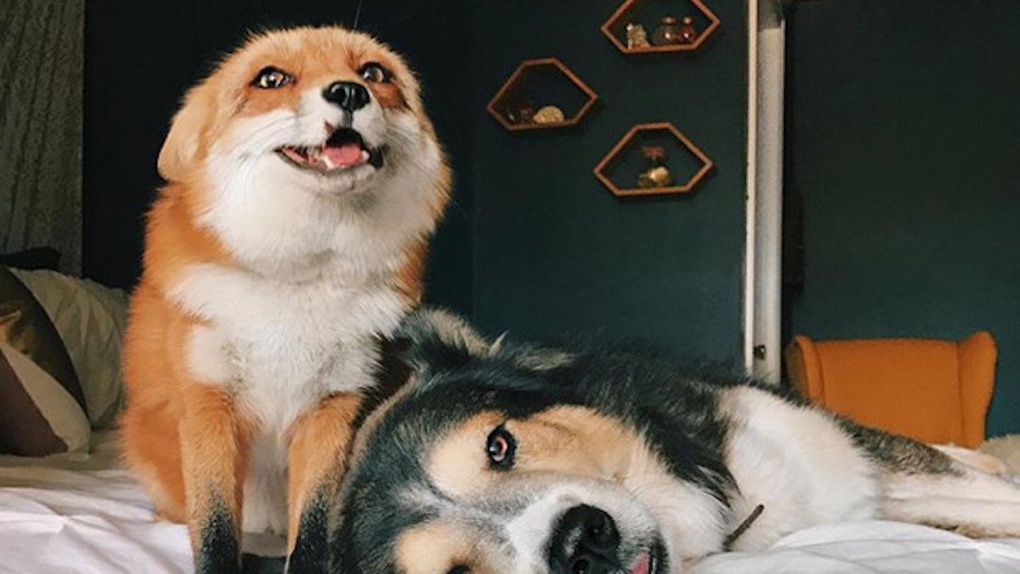 fox pet instagram