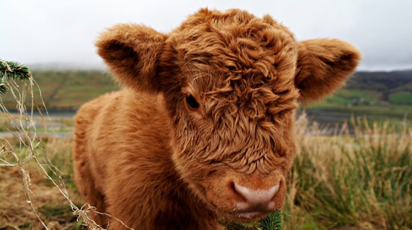 Extra fluffy cow