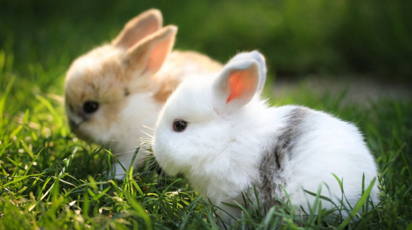 Extra fluffy bunnies