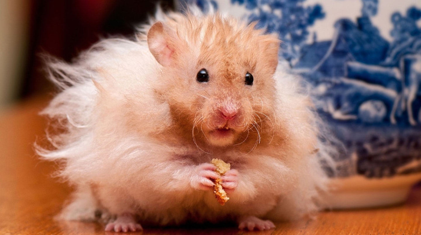 Extra fluffy hamster