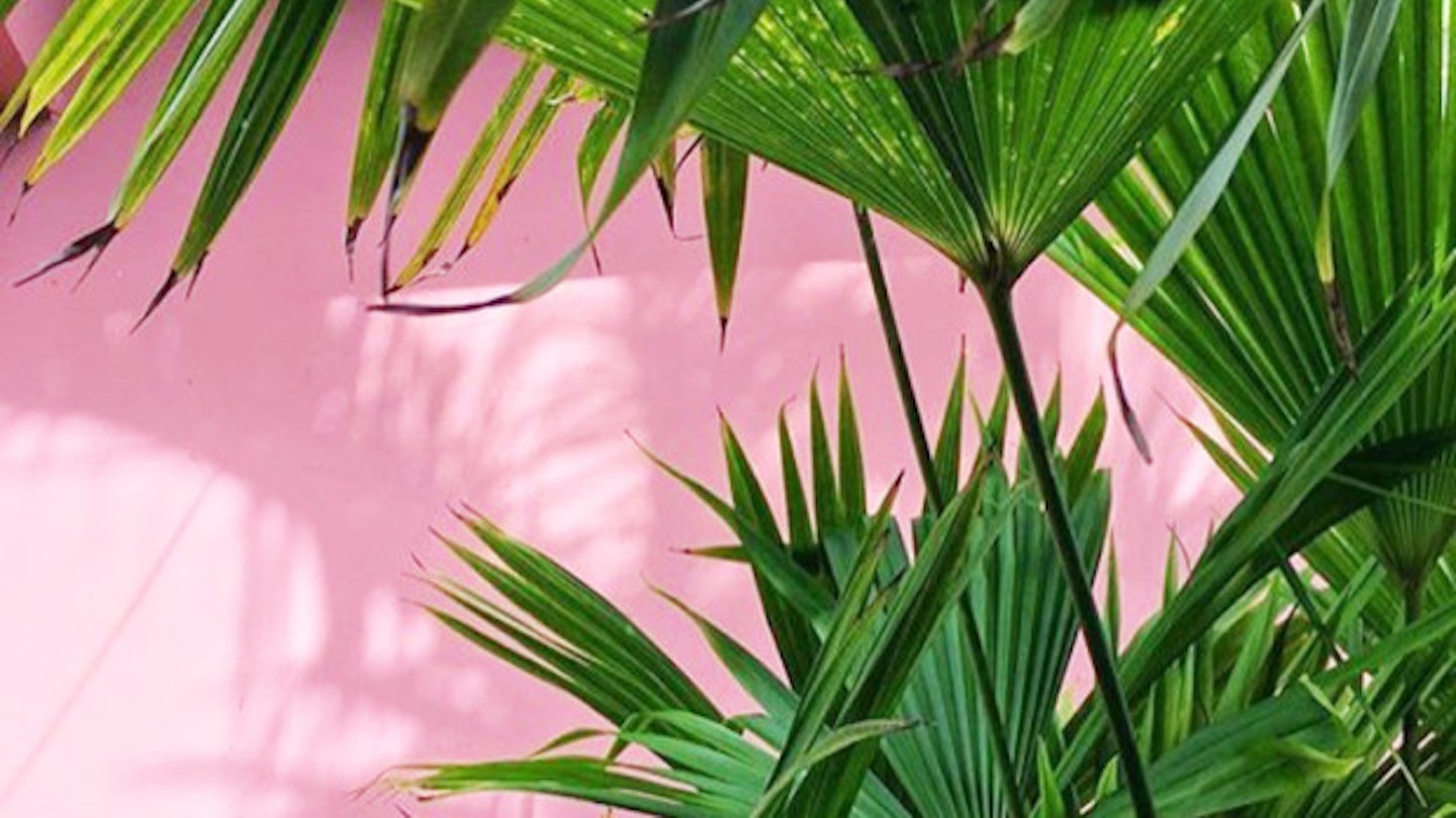 7 House Plant Instagram Accounts To Give You Serious Palm Envy