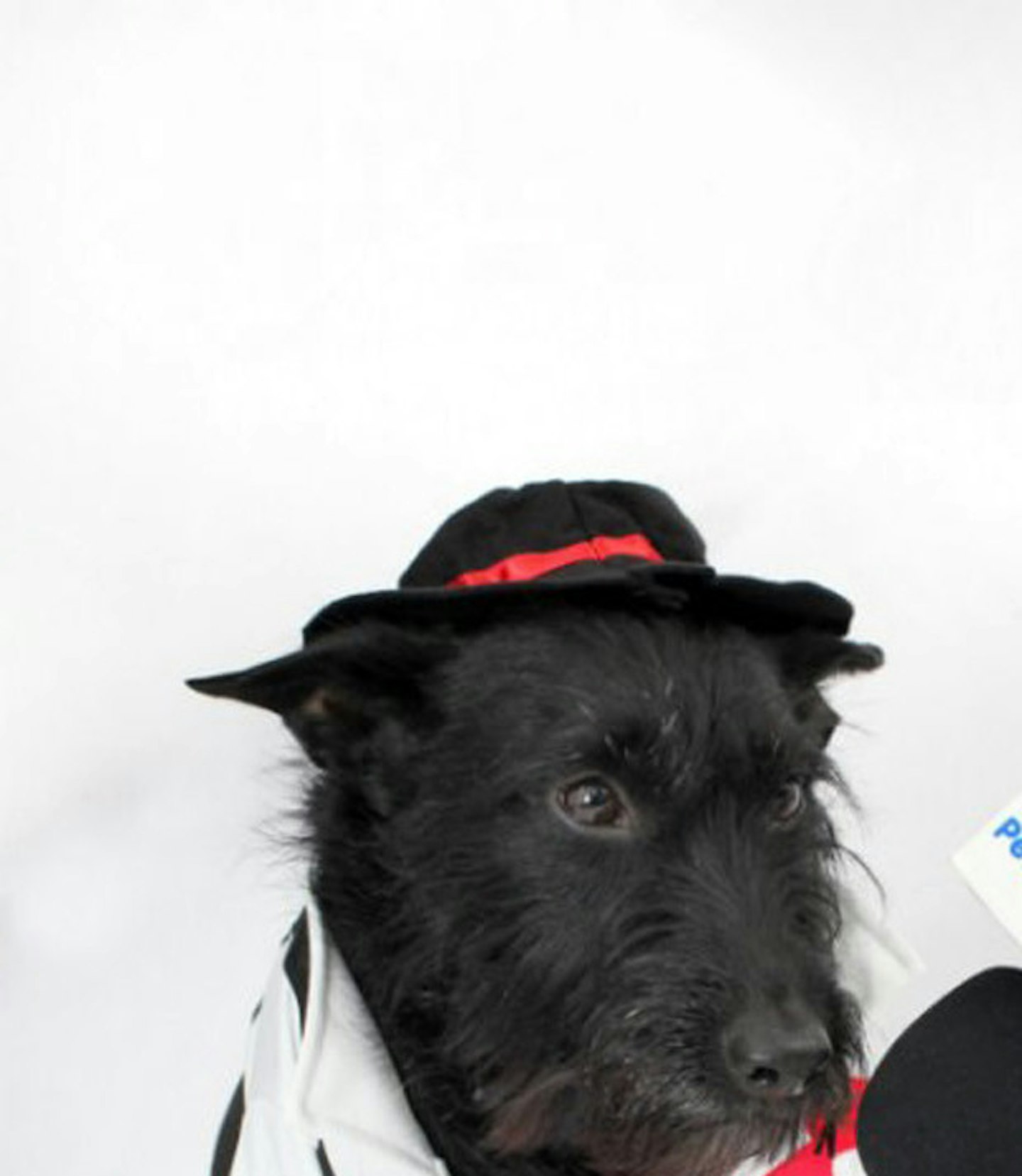 cute-black-dog-eurovision-song-contest