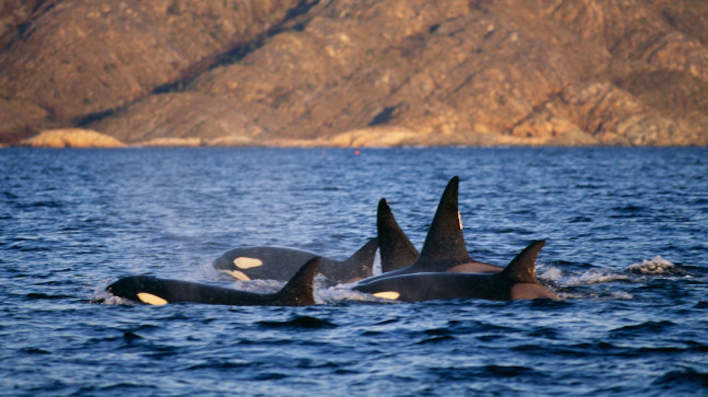 Activists say killer whales shouldn't be in captivity